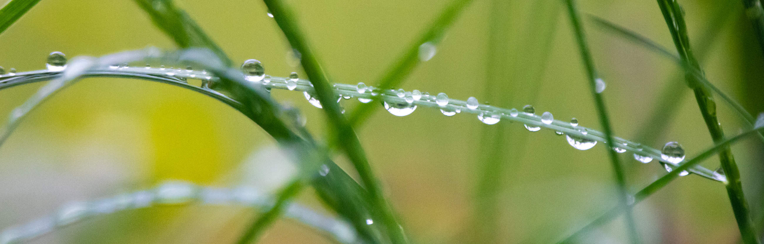 Gras mit Tautropfen